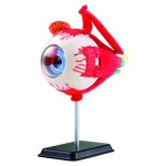  Eyeball Anatomy Model 